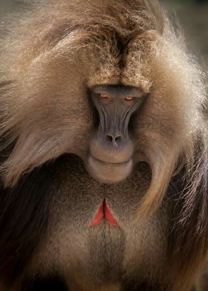 Gelada baboons in Simien Mountains