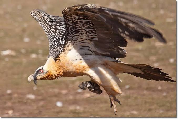 Wildlife & Birdwatch