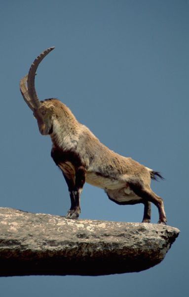 Walia ibex on rocky slope