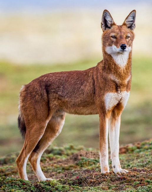 Ethiopian wolf in the wild